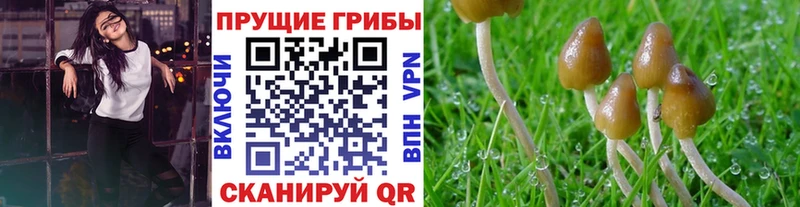 хочу наркоту  Пролетарск  Галлюциногенные грибы мицелий 